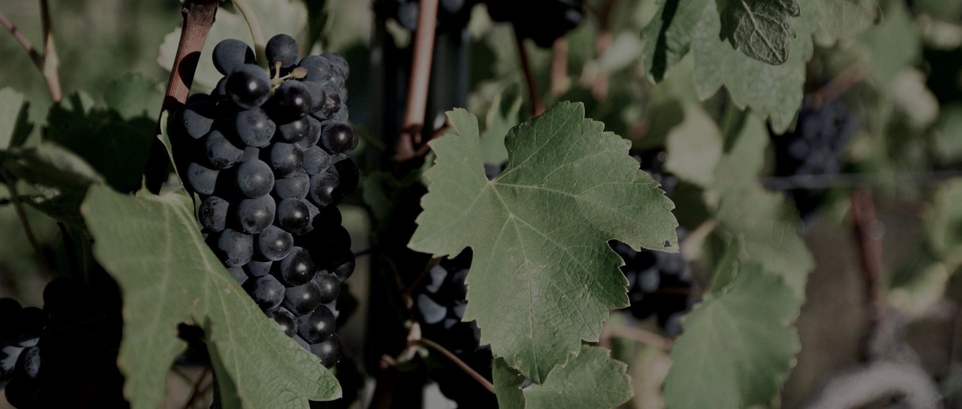 Лозов масив с грозде