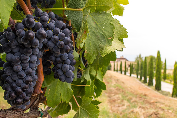 Taste of wine 1