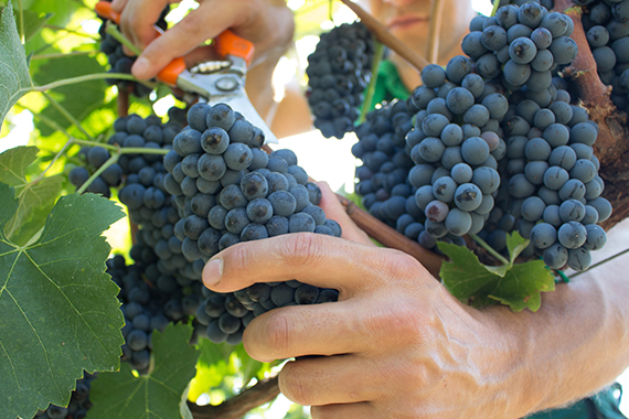 Grape Harvest 1
