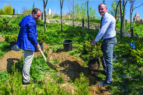 Planting Christmas Trees