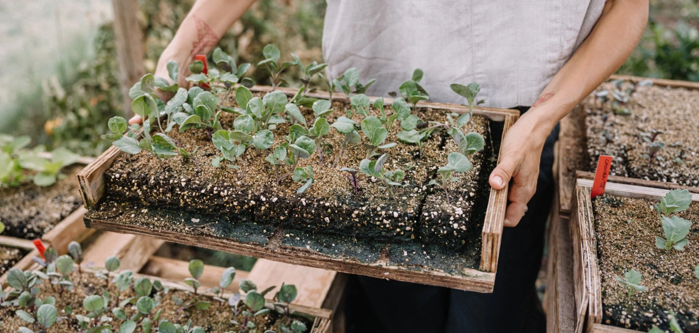 Farm to table background