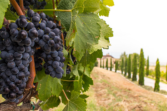 Grape Harvest Time