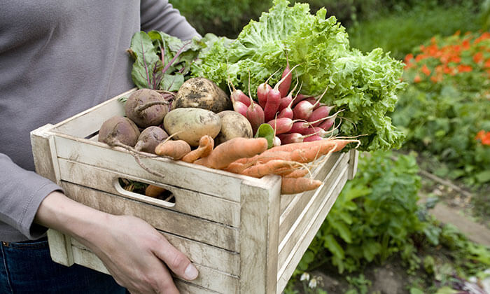 Eco Farm